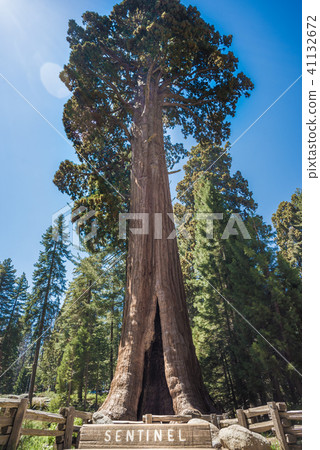 sentinel tree, sequoia forest national park sentinel tree, sequoia forest national park 41132672