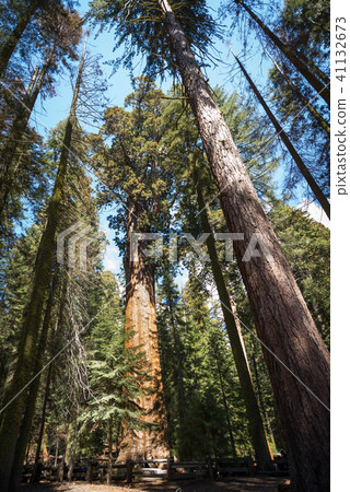 sherman, sequoia national park in late May sherman, sequoia national park in late May 41132673