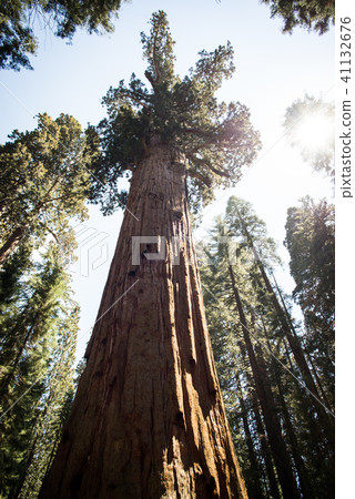 sherman, sequoia national park in late May sherman, sequoia national park in late May 41132676