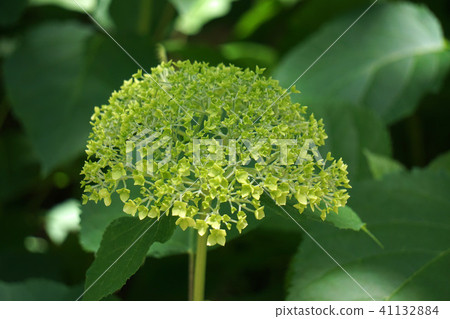 繡球花·安娜貝爾 41132884