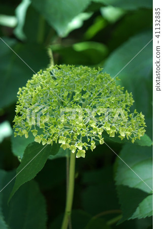 繡球花·安娜貝爾 41132885