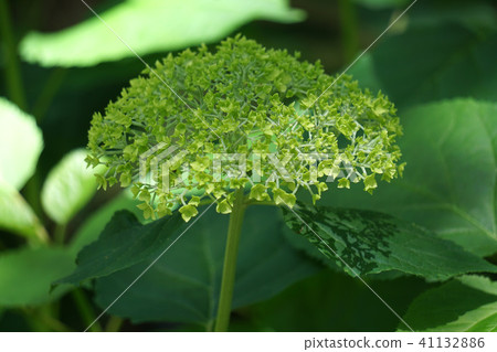 繡球花·安娜貝爾 41132886