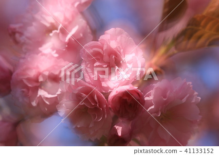 Cherry Blossoms Cherry Blossoms 41133152