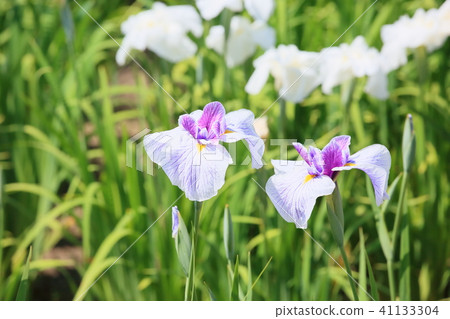 Hanabishi花 41133304