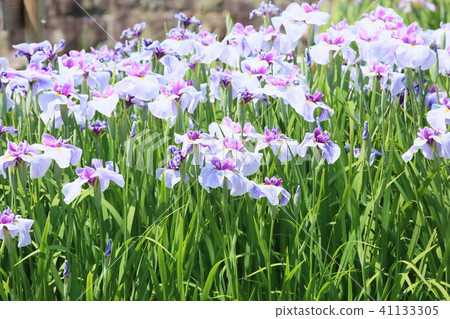 Hanabishi花 41133305