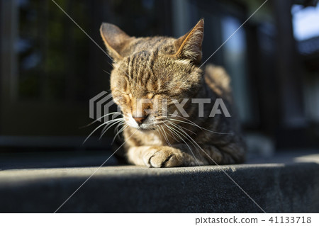 Cat cat Hinata Tribute Cat cat Hinata Tribute 41133718