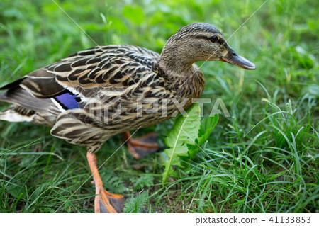 Duck in the park on the green grass 41133853