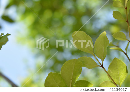 新的綠色葉子陽光藍天球Boke美麗 41134017