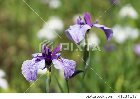 鳶尾花 鳶尾花 41134188
