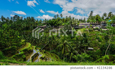Tegalalang rice terraces in Ubud, Bali 41134286