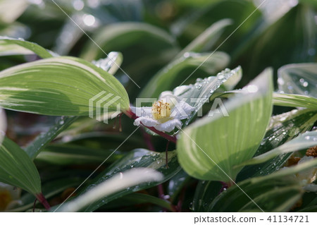 Narco Lily and Princess Shara Narco Lily and Princess Shara 41134721