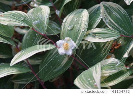 Narco lily and princess shara flower Narco lily and princess shara flower 41134722