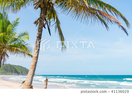 Coconut tree trunks on the beach day Coconut tree trunks on the beach day 41136029