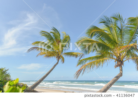 Rich beach vegetation in Itacare at the Bahia 41136047