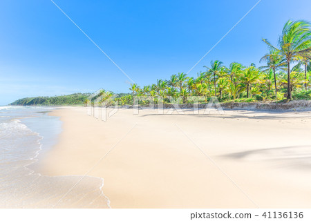 The paradise white sand beach palm trees The paradise white sand beach palm trees 41136136