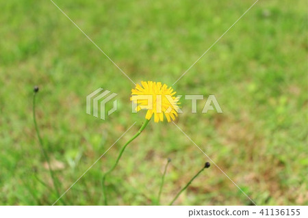 Dandelion Dandelion 41136155