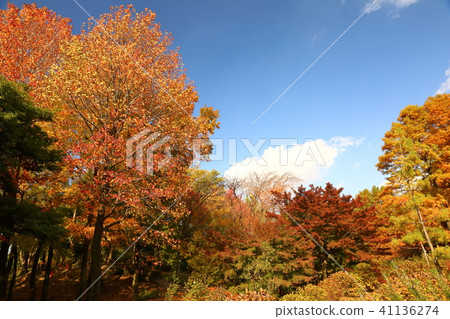 Hattori Greenland Urban Greening Botanic Garden 41136274