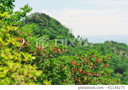 Daedonzuji of Mirouzan Daedonzuji of Mirouzan 41136275