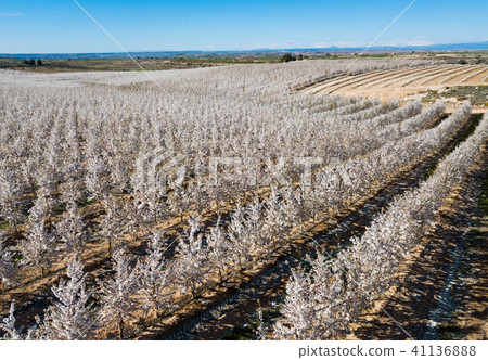 Blossoming of cherry in the fields and meadows of Europe Blossoming of cherry in the fields and meadows of Europe 41136888