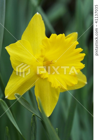 水仙 水仙 41137035