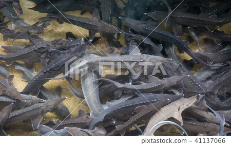 Sturgeon swimming underwater 41137066