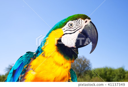 Head of Macaw at nature 41137349
