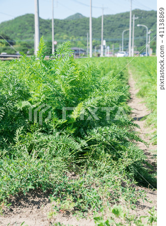 人參田 41138869