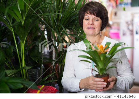 Customer choosing bromelia 41143646