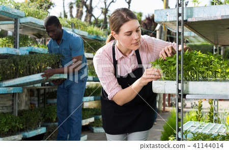 Female arranging seedlings in glasshouse Female arranging seedlings in glasshouse 41144014