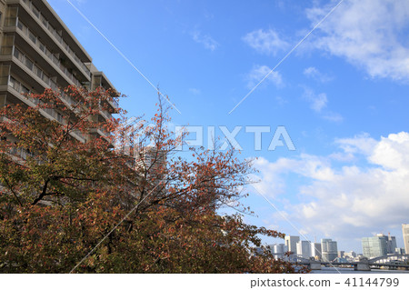 Sumida river in fine weather (fall) 41144799