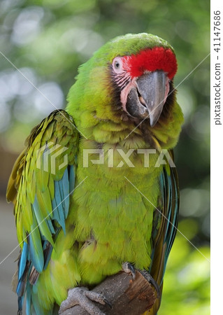 Macaws Macaws 41147686