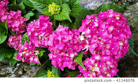 Fairytale charm of hydrangea 41148076