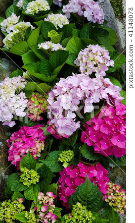 繡球花的童話魅力 41148078