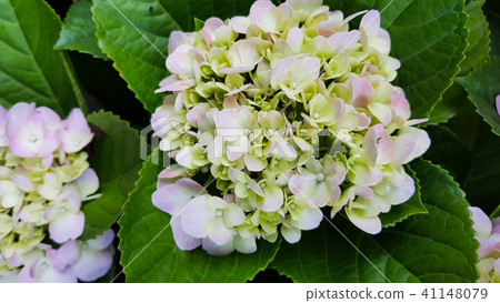 繡球花的童話魅力 41148079