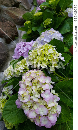 繡球花的童話魅力 41148082