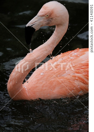 Flamingo  41148091