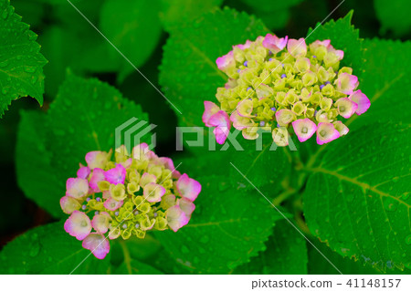 Hydrangea Hydrangea 41148157