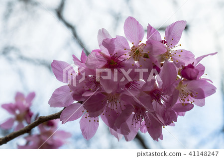 Closeup pink cherry under the sun Closeup pink cherry under the sun 41148247