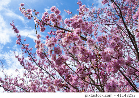 Closeup pink cherry under the sun Closeup pink cherry under the sun 41148252