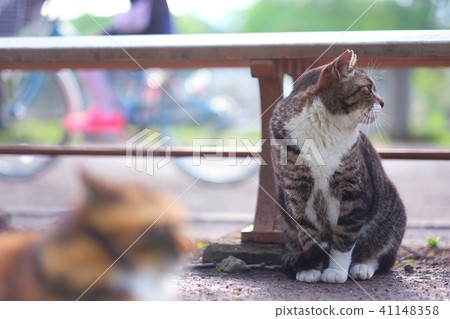 cat  41148358