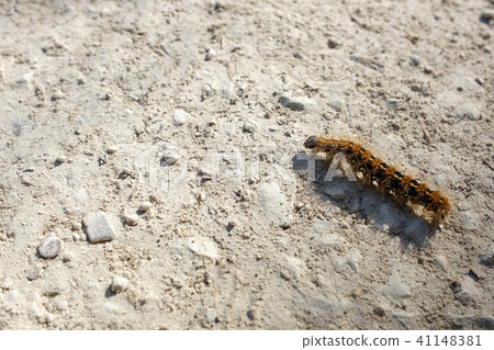 Caterpillar crawling on the ground, mopane worm Caterpillar crawling on the ground, mopane worm 41148381