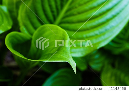 Green leaf with water drops for background Green leaf with water drops for background 41148466