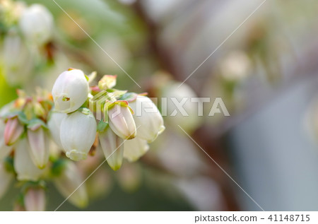 藍莓花 藍莓花 41148715
