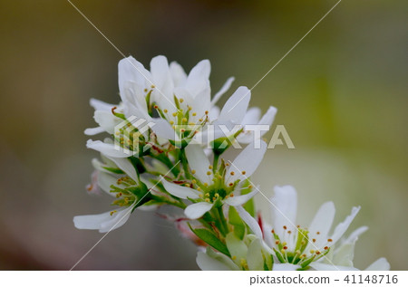 六月漿果花 六月漿果花 41148716