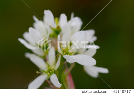 藍天和純白色6月莓果花 藍天和純白色6月莓果花 41148717