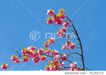藍天和櫻花 41148718