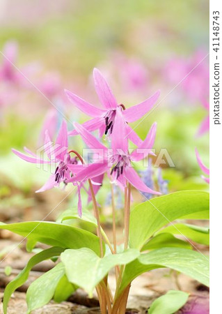 Katakuri花 41148743