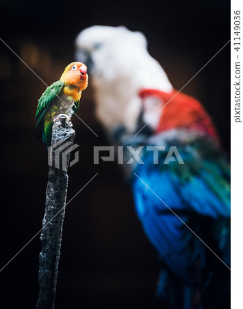 A small parrot that is being compared with a big parrot 41149036
