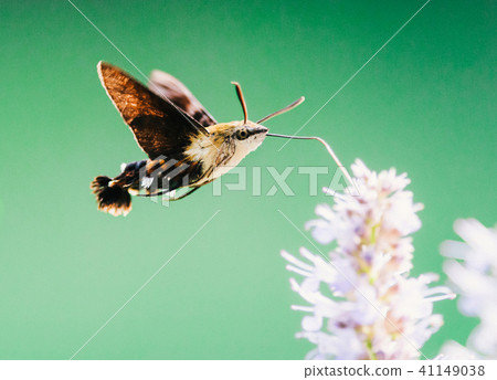 Shrimp sparrow sucking flower honey 41149038