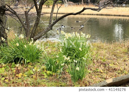 Urban landscape [Kanagawa, Yokohama, Sankeien, winter/early spring] 41149276